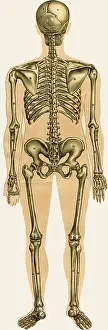 Physique: Unfolding male anatomy