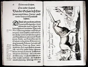 Unicorns: Unicorn