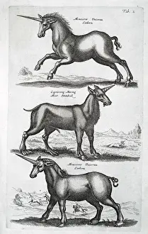 Hippomorpha: Three unicorns