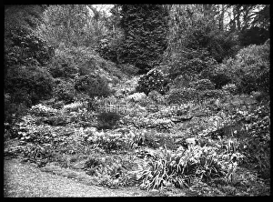 Rockery: Unidentified garden