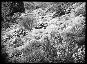 Rockery: Unidentified garden with rockery