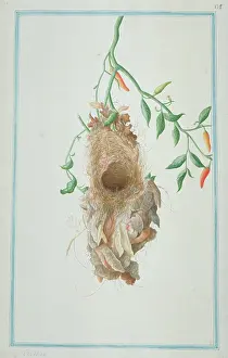 1722 C: Unidientified sunbird nest