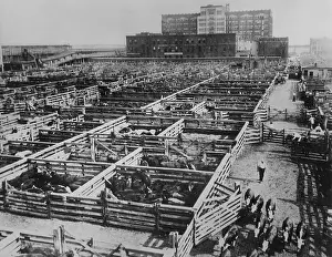 Centers: Union Stockyards in Chicago, 1938