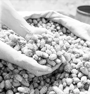 Dubbed: United Agricultural Cooperative - hops picking