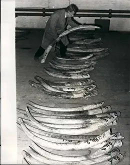 Tusks: United Kingdom - Ireland