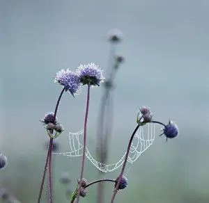 Cobweb: United with a Single Cobweb String photo art work, 1997