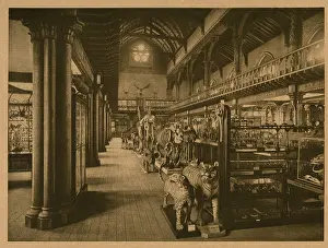 Stuffed: University of Glasgow - Interior of the Hunterian Museum
