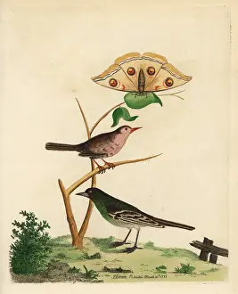 Viridis: Unknown birds of Sri Lanka