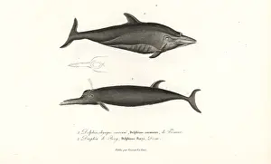 Complements: Unknown dolphin species