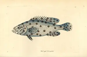 Grouper: Unknown or extinct species of grouper fish, Anthias argus