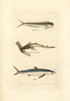 Barrs Buffon: Unknown fish, hammerhead and blue shark