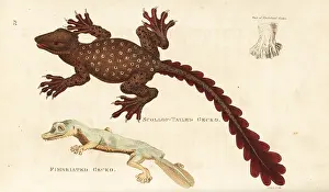 Gecko: Unknown gecko species and giant leaf-tailed gecko