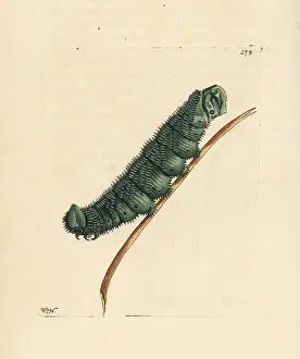 Australasian: Unknown species of Australasian caterpillar