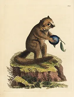 Minutus: Unknown species of bushbaby or mouse lemur
