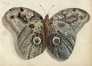 Naturalists: Unknown Species of Moth