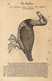 Wechel: Unknown species of scoter, possibly common scoter