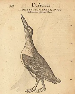 Xylograph: Unknown species of water hen