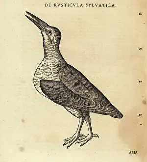 Xylograph: Unknown species of waterbird, sandpiper or knot