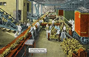 Importers: Unloading Bananas, New Orleans
