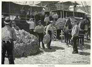 Bunches: Unloading bananas from steamship 1891