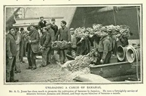 Bunch: Unloading a cargo of bananas from Jamaica to Bristol