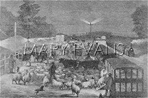 UNLOADING CATTLE & SHEEP, 1855