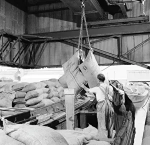 Transporting: Unloading Cocoa beans from a barge