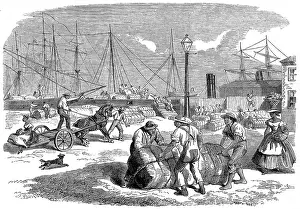Progressed: Unloading Cotton at Nassa, New Providence, 1864
