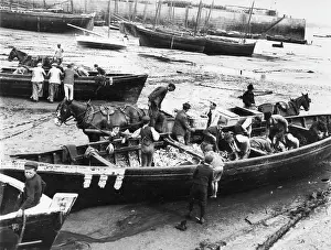 Pilchards: Unloading the pilchard catch at St Ives, Cornwall