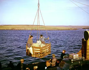 Shetlands: Unloading sheep in harbour, Shetland, Scotland
