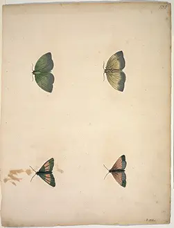 Eleazar: Unpublished lepidoptera watercolour by Eleazar Albin