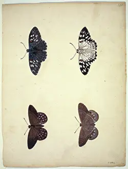 Eleazar: Unpublished lepidoptera watercolour by Eleazar Albin