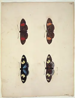 Eleazar: Unpublished lepidoptera watercolour by Eleazar Albin