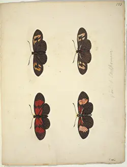 Eleazar: Unpublished lepidoptera watercolour by Eleazar Albin