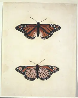 Albin: Unpublished lepidoptera watercolour by Eleazar Albin