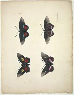 Albin: Unpublished lepidoptera watercolour by Eleazar Albin