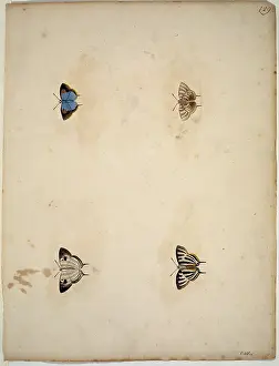 Albin: Unpublished lepidoptera watercolour by Eleazar Albin