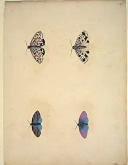 Albin: Unpublished lepidoptera watercolour by Eleazar Albin