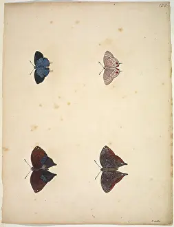 Albin: Unpublished lepidoptera watercolour by Eleazar Albin