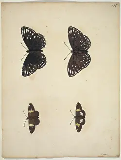 Albin: Unpublished lepidoptera watercolour by Eleazar Albin