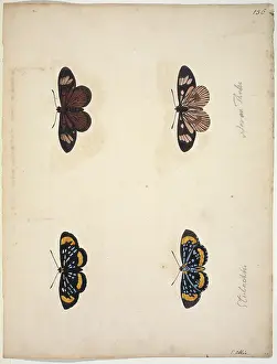 Albin: Unpublished lepidoptera watercolour by Eleazar Albin