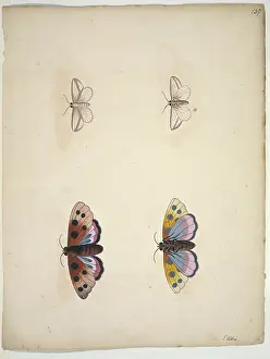 Albin: Unpublished lepidoptera watercolour by Eleazar Albin