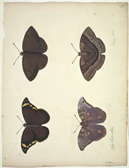 Albin: Unpublished lepidoptera watercolour by Eleazar Albin