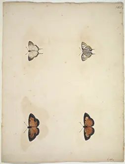 Albin: Unpublished lepidoptera watercolour by Eleazar Albin