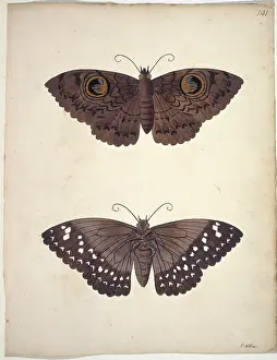 Albin: Unpublished lepidoptera watercolour by Eleazar Albin