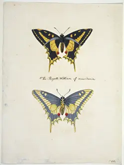 Unpublished: Unpublished lepidoptera watercolour by Eleazar Albin