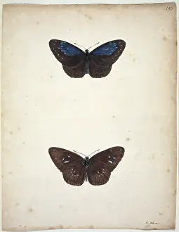 Albin: Unpublished lepidoptera watercolour by Eleazar Albin