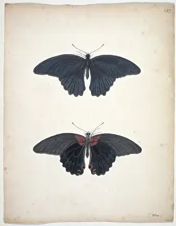 Albin: Unpublished lepidoptera watercolour by Eleazar Albin