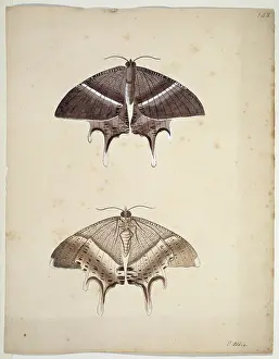 Albin: Unpublished lepidoptera watercolour by Eleazar Albin
