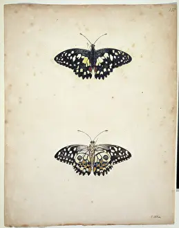 Albin: Unpublished lepidoptera watercolour by Eleazar Albin